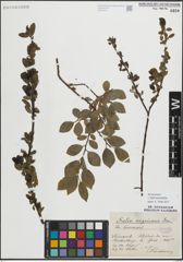 Foto von Salix myrsinifolia Salisb.